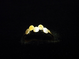 Златен дамски пръстен, 1.56гр. ,Ямбол